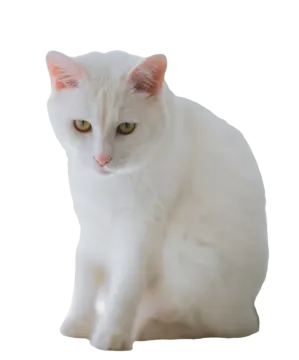 a white cat is sitting on the floor