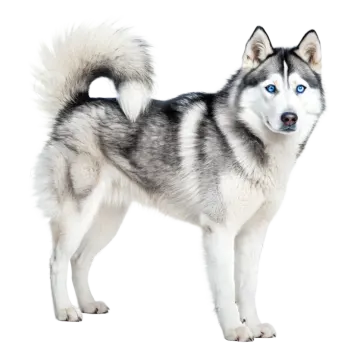 a husky dog standing in front of a white background