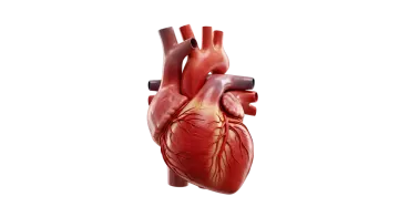 an image of the human heart