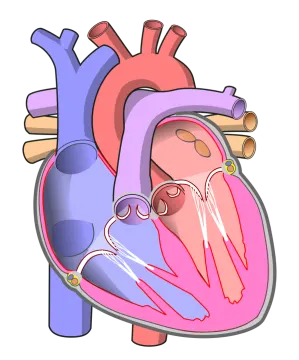 an illustration of a human heart
