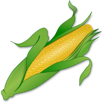 a corn on a white background