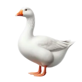a white duck with orange feet and an orange beak