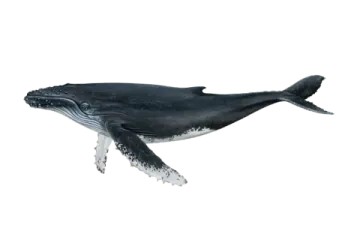 a blue whale swimming in the ocean