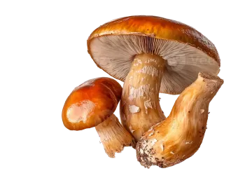 a group of mushrooms on a white background