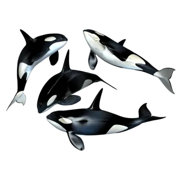 a group of killer whales swimming in the ocean