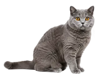 a gray cat sitting down and looking at the camera