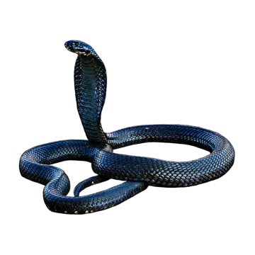 a blue snake on a white background