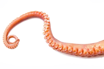 an octopus is shown on a white background
