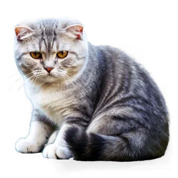 a gray and white cat sitting on a white surface
