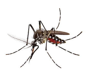 a mosquito on a white background