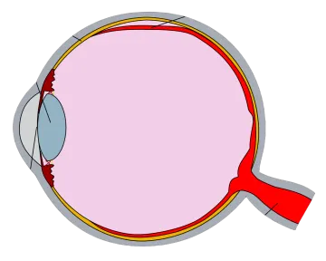 a diagram showing the structure of an eye