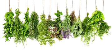 a bunch of herbs hanging from strings