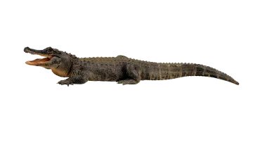 an alligator with its mouth open