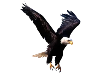 an eagle flying in the sky with its wings spread