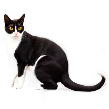 a black and white cat sitting on the floor