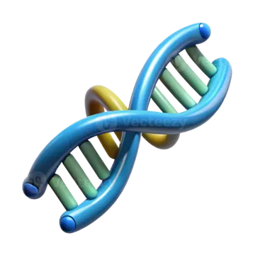 a 3d model of a dna molecule