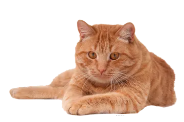 the cat is orange