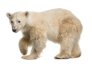 a baby polar bear standing on a skateboard