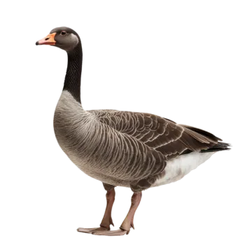 a goose standing in front of a white background