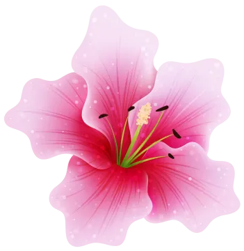 a pink flower on white background
