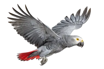 a grey and red parrot flying in the air