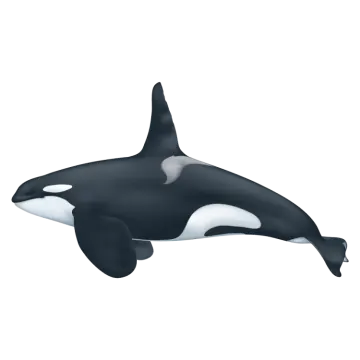 a black and white orca whale
