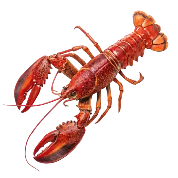 a red lobster on a white background
