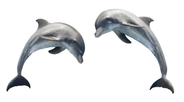 two dolphins jumping in the air