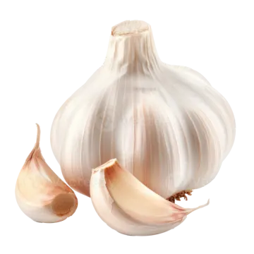 garlic on a white background
