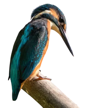 a bird sitting on top of a tree branch