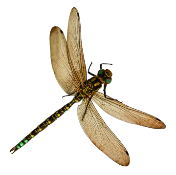 a dragonfly on a white background