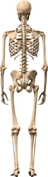 a 3d image of a human skeleton