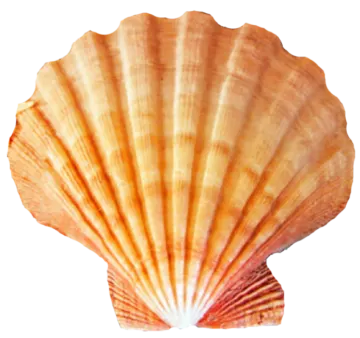 a shell on a white background