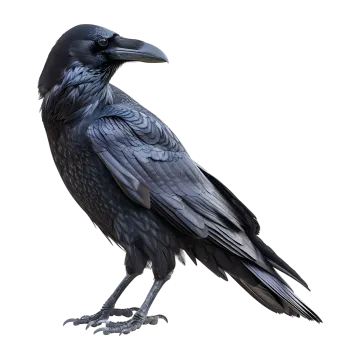 a black bird sitting on top of a white surface