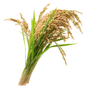 a bunch of rice on a white background