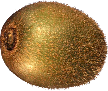 an image of a green fruit