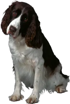 a black and white dog sitting on the ground