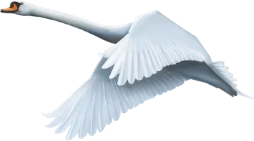 a white swan flying in the air