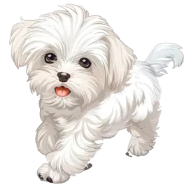 a small white dog with long hair and big eyes