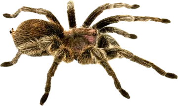 a tara tara spider