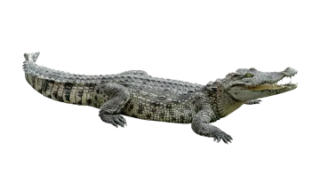 a crocodile with its mouth open on a white background