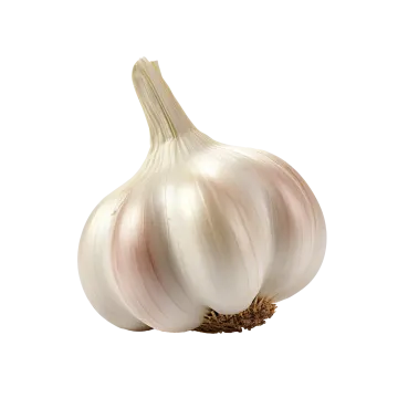 a close up of a garlic on a white background