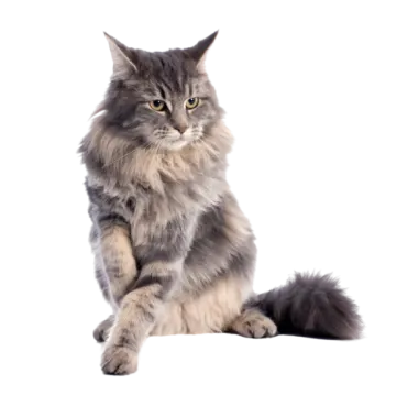 a long haired cat sitting on the floor