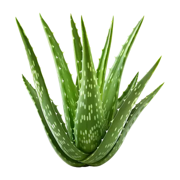 a green plant with white spots on it