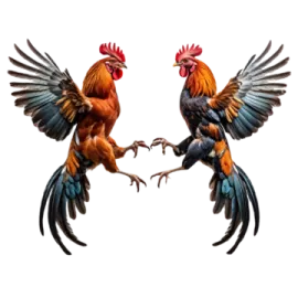 two roosters fighting with each other birds