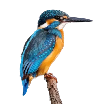 a kingfish perching on a branch