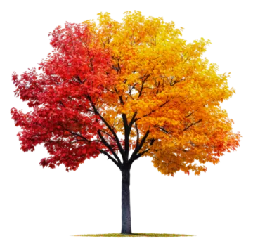 a tree with colorful leaves on it