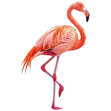 a pink flaming standing on its hinds