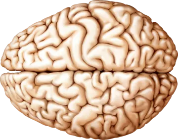an image of a human brain