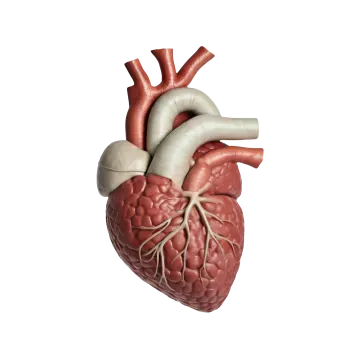 the human heart is shown in this image